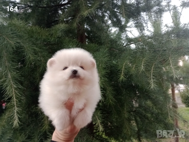 Женски Померан. Реални снимки от 06.01.26 г. , снимка 2 - Померан - 53009830