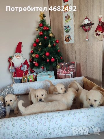 Голдън ретривър , снимка 3 - Голдън ретривър - 52794312