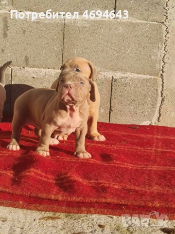 Американско Були XL, снимка 17 - Други - 52922235