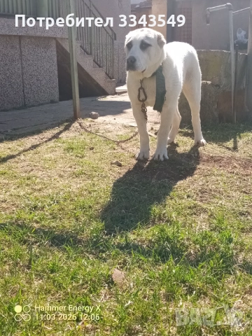 Женско кутре на 5 месеца , снимка 4 - Алабай - 53796285