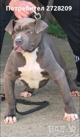 Американско Були Хл/American Bully XL , снимка 3 - Питбул - 53614865