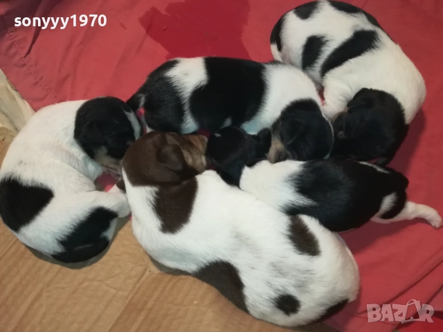 ПРОДАВАМЕ КУТРЕТА-ДЖАК РЪСЕЛ 250ЛВ ЗА 1БР 0209251838, снимка 15 - Джак ръсел териер - 51583363