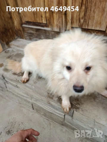 Пумерани-мини шпиц, снимка 2 - Померан - 53933780