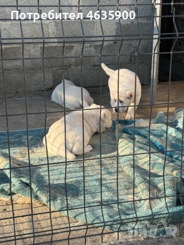 Момиче на 50 дни , снимка 9 - Алабай - 54113727