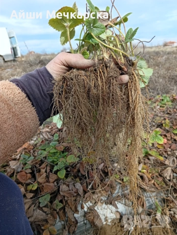 Предлагам разсад ягоди сорт Алба , снимка 4 - Разсади - 53663849