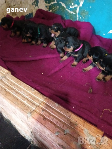 бебета ротвайлер 