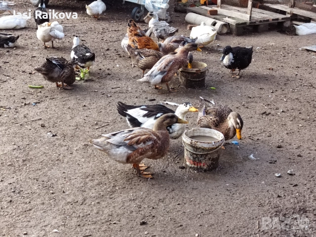 Врякащи юрдечки , снимка 3 - Патици и гъски - 51950105