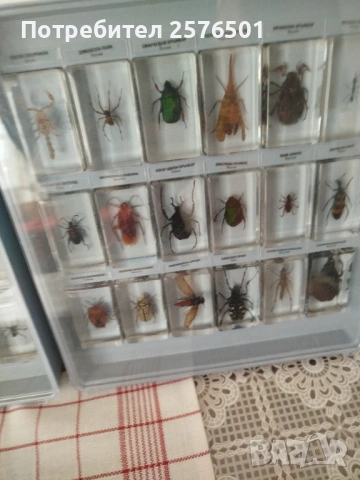 Буболечки и чудновати животинки , снимка 3 - Специализирана литература - 54082643