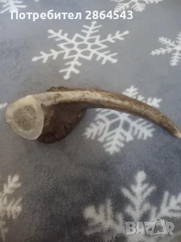 Еленски рог , снимка 2 - Декорация за дома - 50097949