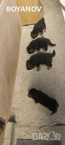 немски овчарки, снимка 2 - Немска овчарка - 52222806