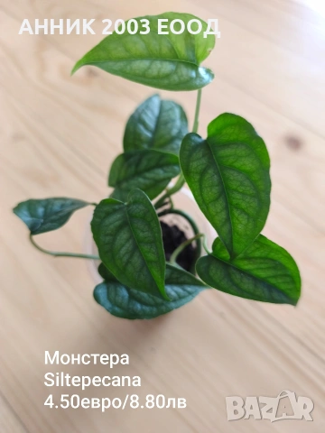 Стайни цветя, снимка 7 - Стайни растения - 53782364