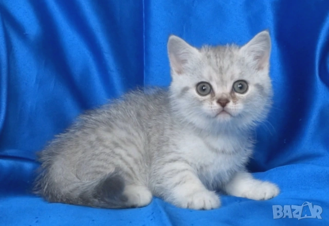 Британски късокосмести котата, снимка 7 - Британска късокосместа - 52373949