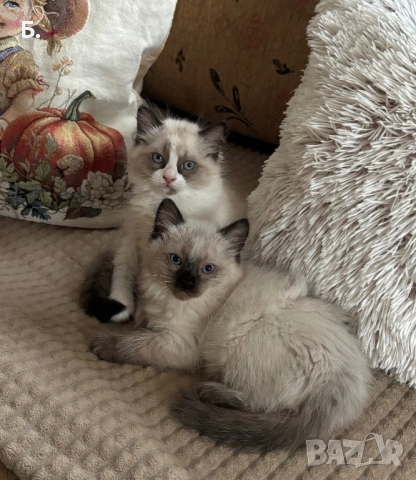 Готови за нов Дом, снимка 5 - Сиамска - 54077657