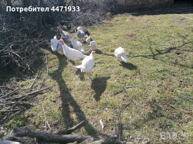 пуйчета на три месеца