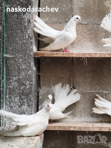 Бургаски местни преметачи различни цветове, снимка 16 - Гълъби - 52410723