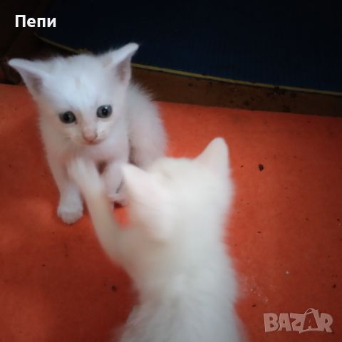 Бели котета търсят любящи стопани, снимка 4 - Други - 46455653