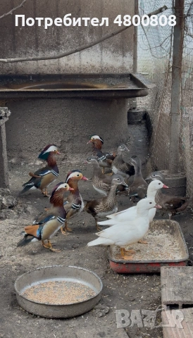 Мандаринки, снимка 7 - други­ - 54237285