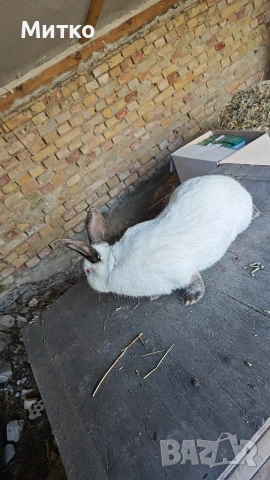 Зайци, снимка 10 - Други - 53499260