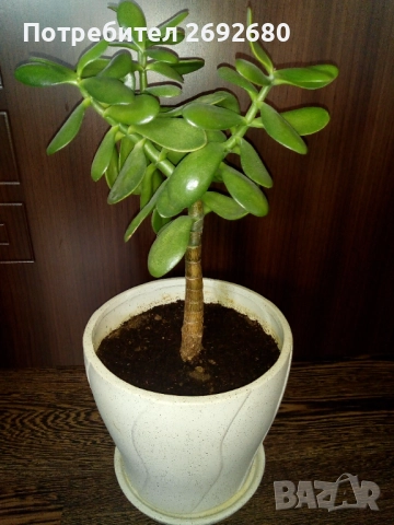 Красула-дървото на живота 50см.+голяма бяла керамична саксия с подложка 