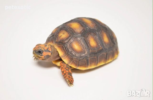 Сухоземна Червенопетниста Костенурка Карбонария - Red-footed tortoise, Chelonoidis carbonarius, снимка 15 - Костенурки - 46069773