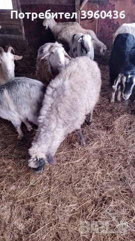 продавам овце , снимка 2 - Овце - 53193535