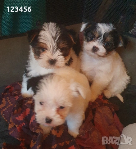 Малки йоркита бивър 