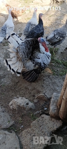 Черен петък - Пуйки и Пуяци, снимка 2 - други­ - 52416417