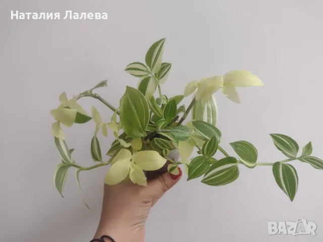 Традесканция, tradescantia yellow hill, снимка 2 - Стайни растения - 47863901