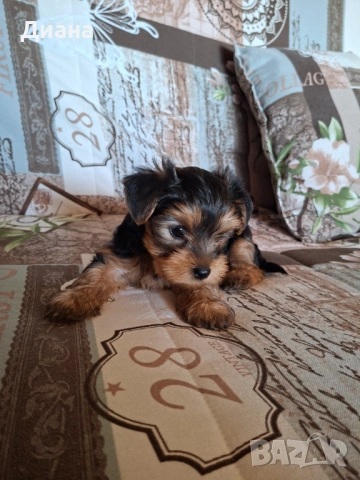 Йоркширски териер, снимка 7 - За кучета - 53807881