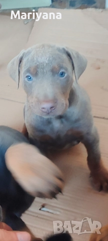 Продавам родословни добермани , снимка 13 - Доберман - 52585726