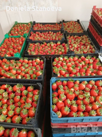 🍓 „Градински разсад ягоди – висок добив и отличен вкус“, снимка 6 - Разсади - 53839832
