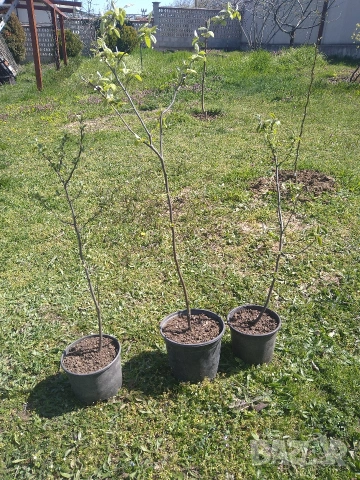 Дръвчета мушмула, снимка 4 - Разсади - 54224241