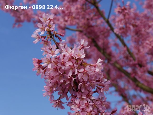 Японска вишна - храстовидна/ Prunus incisa Paean, снимка 4 - Разсади - 45864852
