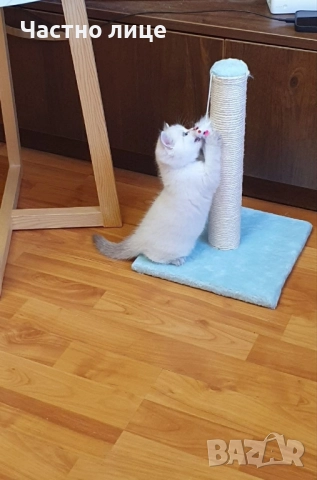 Британец златна чинчила за разплод , снимка 18 - Чинчили - 38819551