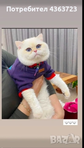 Британски късокосмести, снимка 12 - Британска късокосместа - 54171796