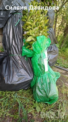 Лигуструм за жив плет , снимка 2 - Градински цветя и растения - 54008160