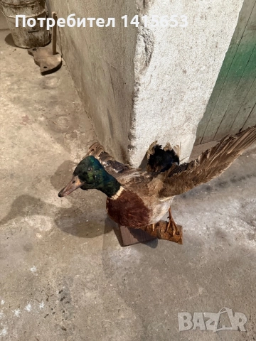 Продавам зеленоглава патица, снимка 2 - Други ценни предмети - 52925512