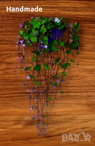 Стенна цимбалария / " Майка на хиляди", " Живо око против уроки"