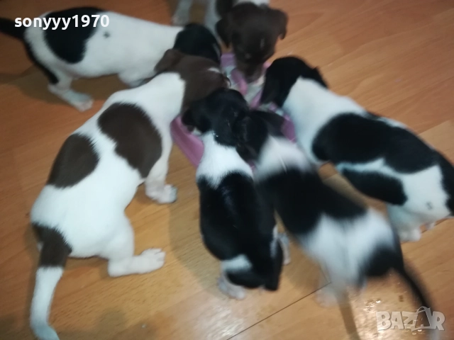 ДЖАК РЪСЕЛ-250ЛВ ЗА КУЧЕНЦЕ 1909250859, снимка 7 - Джак ръсел териер - 51764637