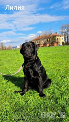 Лабрадор ретривър с родословие, снимка 5 - Лабрадор ретривър - 48299080