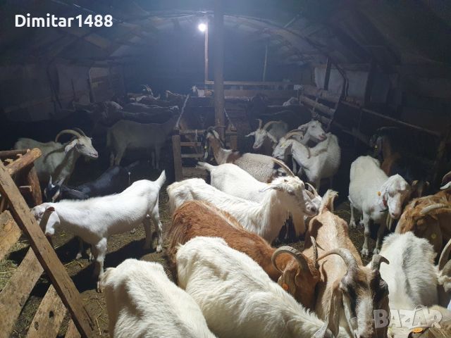 Стадо кози 40 броя, снимка 1 - Кози - 46270857