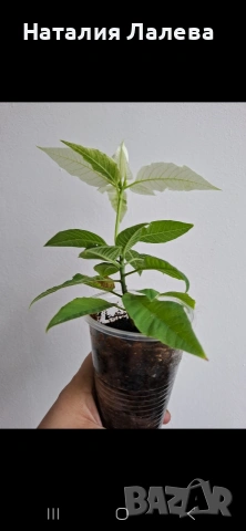 Бяла коледна звезда, euphorbia pulcherrima, снимка 3 - Стайни растения - 53885200