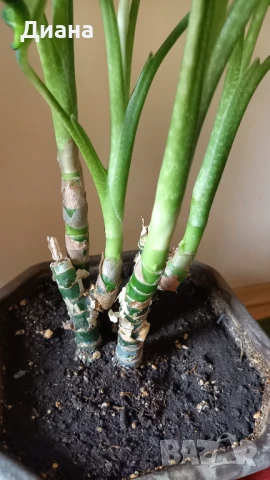 Дифенбахия микс, снимка 3 - Стайни растения - 51200719