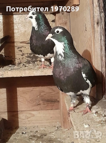 Пазарджишки, снимка 6 - Гълъби - 54045726