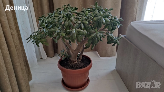 Дърво на живота, 75 см, снимка 5 - Стайни растения - 51717939