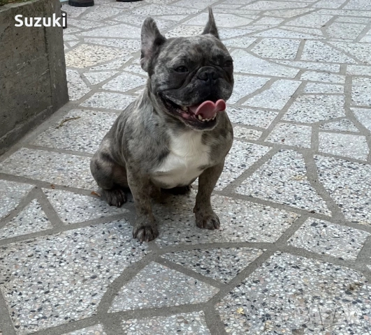 Мъжки Френски Булдог, снимка 10 - Френски булдог - 50461860