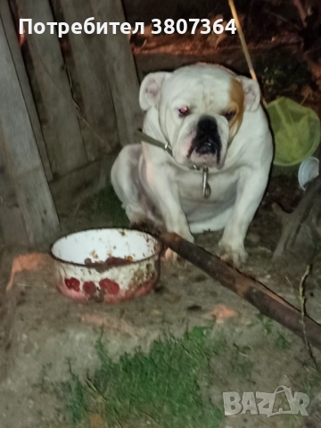 Свободен за разплод мъжки Английски булдог , снимка 6 - Английски булдог - 51313446