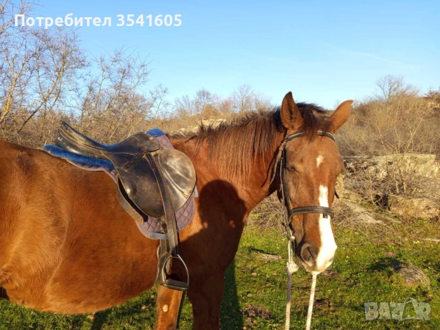 Женски кон / кобила