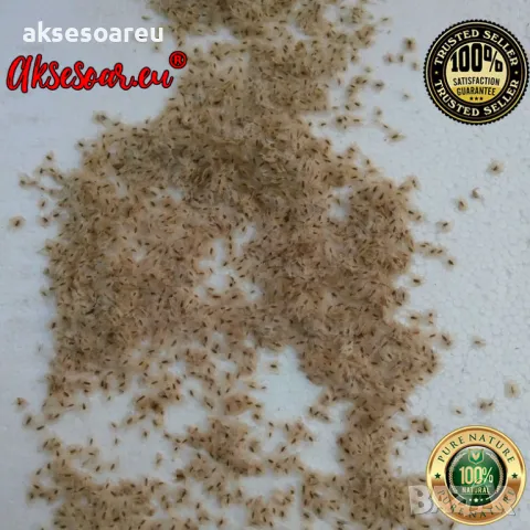 400 Качествени семена от медоносно дърво пауловния томентоса за пчелари дървен материал и сянка , снимка 14 - Сортови семена и луковици - 50391176