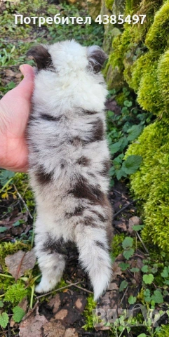 Момче Шелти мини Коли , снимка 4 - Коли - 53650176
